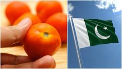 ਪਾਕਿਸਤਾਨ ਨੇ ਫ਼ੇਲ੍ਹ ਕੀਤਾ ਭਾਰਤੀ ਟਮਾਟਰ, ਵਜ੍ਹਾ ਜਾਣ ਕੇ ਹੋਵੋਗੇ ਹੈਰਾਨ