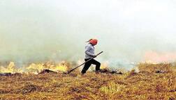 ਪਰਾਲੀ ਬਾਰੇ ਕੌਮੀ ਗਰੀਨ ਟ੍ਰਿਬਿਊਨਲ ਦਾ ਨਵਾਂ ਫੈਸਲਾ..