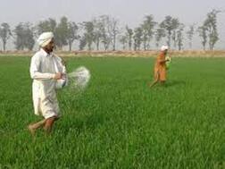 ਹਾੜੀ ਦੇ ਸੀਜਨ 'ਚ ਘੱਟ ਸਕਦਾ ਯੂਰੀਆ ਦਾ ਉਤਪਾਦਨ