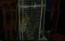 ...ਜਦੋਂ ਬਾਥਰੂਮ \'ਚ ਆ ਵੜਿਆ ਤੇਂਦੂਆ