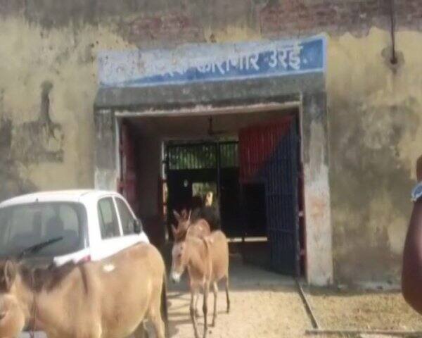 ਜੇਲ੍ਹ ਸਟਾਫ਼ ਨੇ ਗਧਿਆਂ ਨੂੰ ਕੈਦ ਕਰਕੇ ਬੱਚਾ ਜੇਲ੍ਹ ਵਿੱਚ ਬੰਦ ਕਰ ਦਿੱਤਾ। ਸੋਮਵਾਰ ਸਵੇਰੇ ਕਾਫ਼ੀ ਦਿਨਾਂ ਤੋਂ ਜੇਲ੍ਹ ਵਿੱਚ ਬੰਦ ਇਨ੍ਹਾਂ ਅੱਠਾਂ ਵਿੱਚੋਂ ਚਾਰ ਗਧੇ ਰਿਹਾਅ ਹੋਏ।