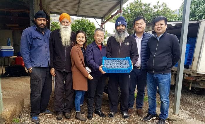 PUNJABI BLUEBERRY FARM IN AUSTRALIA ਪੰਜਾਬੀ ਕਿਸਾਨਾਂ ਨੇ ਗੱਡੇ ਆਸਟਰੇਲੀਆ 'ਚ ਝੰਡੇ