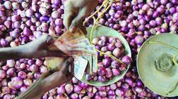 ਪਿਆਜ਼ ਦੀ ਕੀਮਤ ਸੱਤਵੇਂ ਅਸਮਾਨ 'ਤੇ , ਸਰਕਾਰ ਨੇ ਚੁੱਕੇ ਇਹ ਕਦਮ