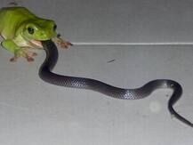 ਦੋ ਇੰਚ ਦੇ ਡੱਡੂ ਨੇ 20 ਇੰਚ ਦੇ ਅਜਗਰ ਨੂੰ ਕੀਤਾ ਚਿੱਤ! 