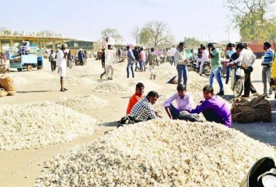 ਲਸਣ ਮਸਾਲਾ ਹੈ ਜਾਂ ਸਬਜ਼ੀ ? ਹਾਈਕੋਰਟ ਨੇ ਸਰਕਾਰ ਤੋਂ ਜਵਾਬ ਤਲਬ