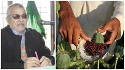 ਲੋਕ ਸਭਾ ਮੈਂਬਰ ਵੱਲੋਂ ਪੰਜਾਬ 'ਚ ਅਫੀਮ ਤੇ ਭੁੱਕੀ ਦੀ ਖੇਤੀ ਕਰਨ ਦੀ ਮੰਗ