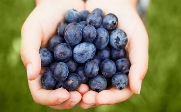 National Blueberry Day: Nutrient-rich blueberries, know the history of National Blueberry Day National Blueberry Day: पोषक तत्वों से भरपूर ब्लूबेरी, जानिए राष्ट्रीय ब्लूबेरी दिवस का इतिहास