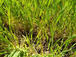 ਕਣਕ ਦੇ ਪੀਲੇ ਪੈਣ ਦੇ ਇਹ ਕਾਰਨ ਹੋ ਸਕਦੇ....