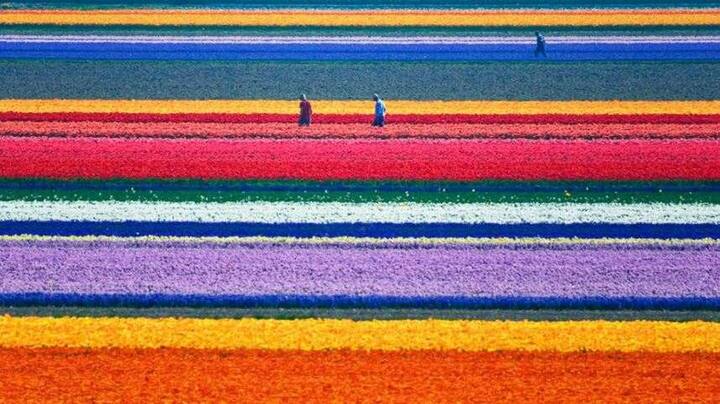 ਨੀਦਰਲੈਂਡ ਦੇ Tulip Fields ਵਿੱਚ ਇੰਦਰਧੁਨਸ਼ ਤੋਂ ਵੀ ਜ਼ਿਆਦਾ ਰੰਗ ਹਨ।