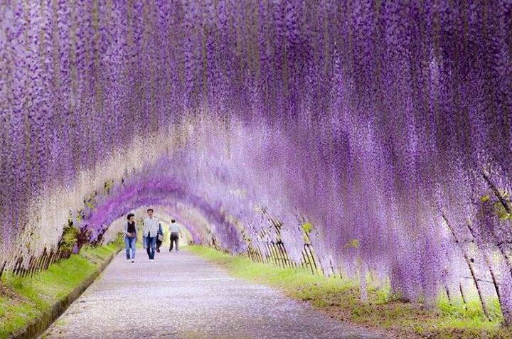Wisteria Flower Tunnel ਜਾਪਾਨ ਦੀ ਇਸ ਸੁਰੰਗ ਨੂੰ ਵੇਖ ਅਜਿਹਾ ਮਹਿਸੂਸ ਹੁੰਦਾ ਹੈ ਜਿਵੇਂ ਫੁੱਲਾਂ ਦੀ ਬਾਰਸ਼ ਹੋ ਰਹੀ ਹੋਵੇ।
