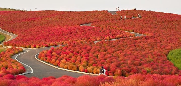 Hitachi Seaside Park ਨੂੰ ਵੇਖ ਕੇ ਅਜਿਹਾ ਲੱਗੇਗਾ ਜਿਵੇਂ ਤੁਸੀਂ ਕੋਈ ਸੁਫਨਾ ਵੇਖ ਰਹੇ ਹੋਵੋ। ਇਹ ਪਾਰਕ ਜਾਪਾਨ ਵਿੱਚ ਹੈ।