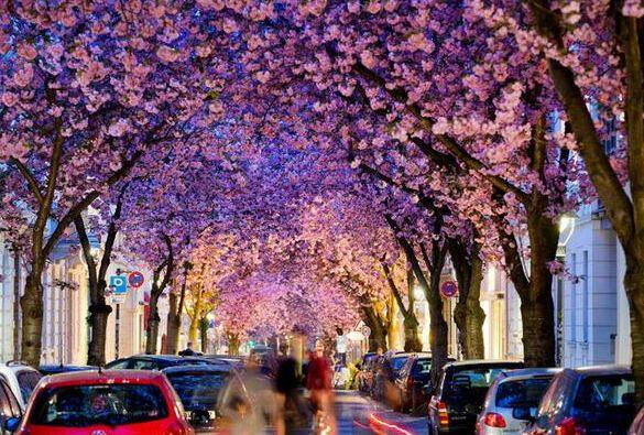 ਜਰਮਨੀ ਦੀ Bonn Street ਵਰਗੀ ਗਲੀ ਸ਼ਾਇਦ ਹੀ ਕਿਸੇ ਨੇ ਵੇਖੀ ਹੋਵੇ।