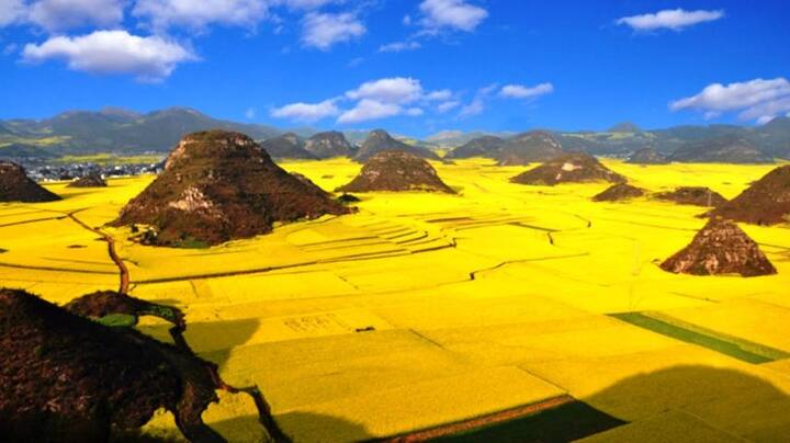 11381 Canola Flower ਦੇ ਮੈਦਾਨ ਨੂੰ ਦੇਖ ਕੇ ਤੁਸੀਂ ਵੀ ਧੋਖਾ ਖਾ ਗਏ ਨਾ? ਇਹ ਫੁੱਲਾਂ ਦੇ ਮੈਦਾਨ ਹਨ।