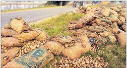 ਆਲੂ ਨੇ ਰੋਲੇ ਕਿਸਾਨ, ਰੂੜੀਆਂ 'ਤੇ ਸੁੱਟੀ ਪੁੱਤਾਂ ਵਾਂਗ ਪਾਲੀ ਫਸਲ