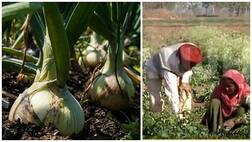 4 ਏਕੜ ਦੇ ਮਾਲਕ ਭੁਪਿੰਦਰ ਦਾ ਕਾਰਨਾਮਾ, ਸਾਲਾਨਾ 8 ਲੱਖ ਕਮਾਈ