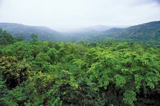 Where in India is the scabies forest located? Bastar jungle ਭਾਰਤ 'ਚ ਕਿੱਥੇ ਹੈ ਖ਼ੁਰਕ ਵਾਲਾ ਜੰਗਲ ?