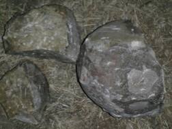 ਪਿੰਡ 'ਚ ਕਿਸਾਨਾਂ ਨੂੰ ਡਾਇਨਾਸੌਰ ਦੇ ਆਂਡੇ ਮਿਲੇ