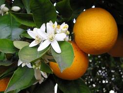 ਠੰਢ  ਵਿੱਚ ਕਿੰਨੂ ਤੇ ਸੰਤਰੇ ਦੇ ਫਾਇਦੇ..