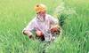 ਪੰਜਾਬ ਦੀ ਡੁੱਬੀ ਕਿਸਾਨੀ ਨੂੰ ਹੋਰ ਡੋਬੇਗਾ ਮੋਦੀ ਸਰਕਾਰ ਦਾ ਬਜਟ