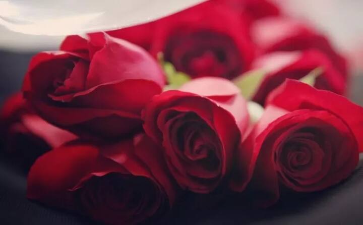 Happy Rose Day: ਅੱਜ ਤੋਂ ਸ਼ੁਰੂਆਤ ਹੁੰਦੀ ਹੈ ਵੈਲੈਨਟਾਈਨ ਵੀਕ ਦੀ। ਵੈਲੈਨਟਾਈਨ ਵੀਕ ਦੀ ਸ਼ੁਰੂਆਤ ਰੋਜ਼ ਡੇਅ ਤੋਂ ਹੁੰਦੀ ਹੈ। ਰੋਜ਼ ਡੇਅ ਦਾ ਮਤਲਬ ਸਿਰਫ ਲਾਲ ਗੁਲਾਬ ਨਹੀਂ ਬਲਕਿ ਇਸ ਦਿਨ ਲੋਕ ਆਪਣੇ ਸਭ ਤੋਂ ਕਰੀਬੀਆਂ ਨੂੰ ਵੀ ਵੱਖ-ਵੱਖ ਰੰਗਾਂ ਦੇ ਗੁਲਾਬ ਦਿੰਦੇ ਹਨ। ਅੱਜ ਅਸੀਂ ਤੁਹਾਨੂੰ ਰੋਜ਼ ਡੇਅ ਮੌਕੇ ਦੱਸ ਰਹੇ ਹਾਂ ਕਿ ਰੋਜ਼ ਦਾ ਅਸਲ ਮਤਲਬ ਕੀ ਹੈ। ਅੱਜ ਅਸੀਂ ਤੁਹਾਨੂੰ ਦੱਸਾਂਗੇ ਕਿ ਤੁਸੀਂ ਕਿਸ ਨੂੰ ਕਿਸ ਰੰਗ ਦਾ ਫੁੱਲ ਦੇ ਸਕਦੇ ਹੋ। ਨਾਲ ਹੀ ਜਾਣੋ ਹਰ ਰੰਗ ਦੇ ਗੁਲਾਬ ਦੀਆਂ ਵੱਖ-ਵੱਖ ਖ਼ਾਸੀਅਤਾਂ।