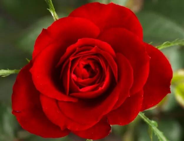 Happy Rose Day (Red Rose): ਅਸੀਂ ਜਦ ਵੀ ਰੋਜ਼ ਬਾਰੇ ਸੋਚਦੇ ਹਾਂ ਤਾਂ ਸਭ ਤੋਂ ਪਹਿਲਾਂ ਸਾਡੇ ਦਿਮਾਗ ਵਿੱਚ ਰੈੱਡ ਰੋਜ਼ ਆਉਂਦਾ ਹੈ। ਰੈੱਡ ਰੋਜ਼ ਪਿਆਰ ਨੂੰ ਦਰਸਾਉਂਦਾ ਹੈ। ਇਸ ਲਈ ਜੇਕਰ ਤੁਸੀਂ ਕਿਸੇ ਨੂੰ ਪਿਆਰ ਕਰਦੇ ਹੋ ਜਾਂ ਕਿਸੇ ਨੂੰ ਦੱਸਣਾ ਚਾਹੁੰਦੇ ਹੋ ਕਿ ਤੁਸੀਂ ਉਸ ਨੂੰ ਪਸੰਦ ਕਰਦੇ ਹੋ ਤਾਂ ਅੱਜ ਉਸ ਨੂੰ ਲਾਲ ਗੁਲਾਬ ਦਿਓ।
