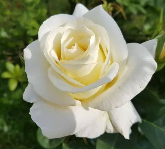 Happy Rose Day (white Rose): ਸਫੇਦ ਗੁਲਾਬ ਪਵਿੱਤਰਤਾ, ਸ਼ੁੱਧਤਾ ਤੇ ਮਾਸੂਮੀਅਤ ਨੂੰ ਦਰਸਾਉਂਦਾ ਹੈ। ਇਹ ਸਭ ਤੋਂ ਵਧੇਰੇ ਵਿਆਹਾਂ ਵੇਲੇ ਵਰਤੇ ਜਾਂਦੇ ਹਨ। ਸਫੇਦ ਗੁਲਾਬ ਦੇ ਰੂਪ ਵਿੱਚ ਬਹੁਤ ਹੀ ਸੁੰਦਰ ਲੱਗਦਾ ਹੈ। ਜੇਕਰ ਤੁਹਾਡਾ ਪਾਰਟਨਰ ਨਾਲ ਮਨ-ਮੁਟਾਅ ਹੋ ਜਾਂਦਾ ਹੈ ਤਾਂ ਅੱਜ ਤੁਸੀਂ ਉਸ ਨੂੰ ਵਾਈਟ ਰੋਜ਼ ਦੇ ਕੇ ਮਨਾ ਸਕਦੇ ਹੋ।