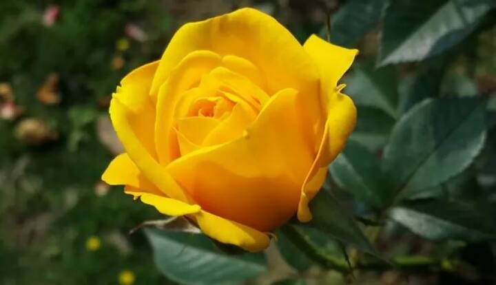 Happy Rose Day (Yellow Rose): ਪੀਲਾ ਰੰਗ ਉਤਸਾਹ ਤੇ ਦੋਸਤੀ ਨੂੰ ਦਰਸਾਉਂਦਾ ਹੈ। ਤੁਸੀਂ ਆਪਣੇ ਦੋਸਤ ਨੂੰ ਇਹ ਯੈਲੋ ਰੋਜ਼ ਦੇ ਸਕਦੇ ਹੋ। ਸਾਵਧਾਨ ਰਹੋ ਕਿ ਪੀਲੇ ਗੁਲਾਬ ਨੂੰ ਬੇਵਫ਼ਾਈ ਲਈ ਵੀ ਜਾਣਿਆ ਜਾਂਦਾ ਹੈ। ਜੇਕਰ ਤੁਸੀਂ ਆਪਣੇ ਪਾਰਟਨਰ ਨਾਲ ਰਿਸ਼ਤਾ ਖ਼ਤਮ ਕਰਨਾ ਹੈ ਤਾਂ ਉਸ ਨੂੰ ਪੀਲਾ ਗੁਲਾਬ ਦੇ ਕੇ ਬ੍ਰੇਕਅੱਪ ਕਰ ਸਕਦੇ ਹੋ।