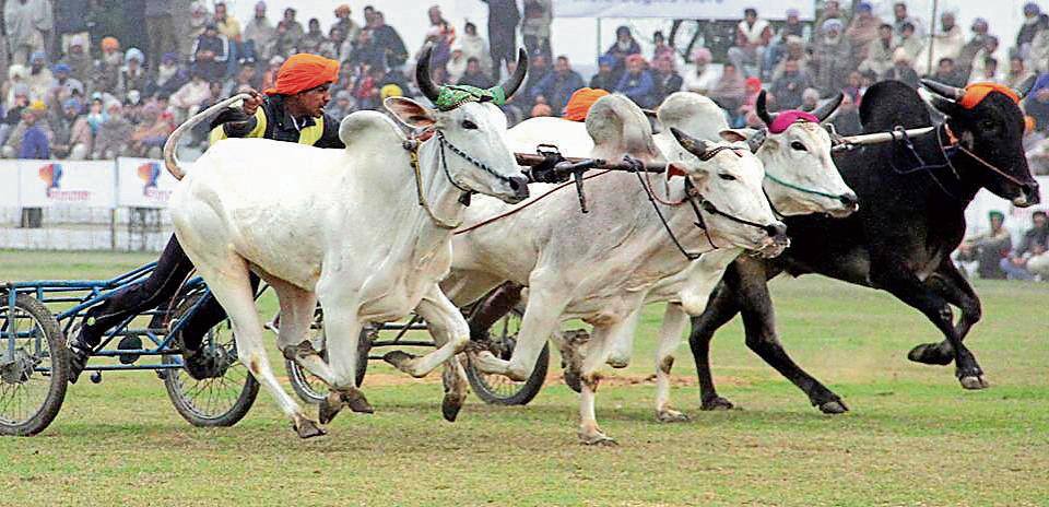 bull rase in kila raipur will start ਕੈਪਟਨ ਕਰਾਉਣਗੇ ਬਲਦਾਂ ਦੀਆਂ ਦੌੜਾਂ !