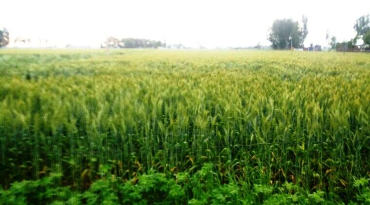 news ਕਣਕ ਲਈ ਦੇਸੀ ਘਿਉ ਬਣੀ ਬਾਰਿਸ਼, ਕਿਸਾਨ ਬਾਗੋਬਾਗ