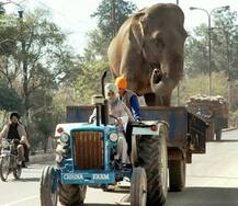  ਤਸਵੀਰਾਂ ਨੂੰ ਦੇਖ ਕੇ ਹਾਸੇ ਦੀ ਗਾਰੰਟੀ