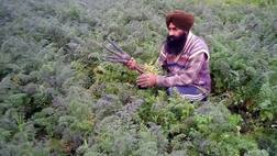 ਕਈ ਬਿਮਾਰੀਆਂ ਦਾ ਨਾਸ ਕਰਦੀ 'ਪੰਜਾਬ ਬਲੈਕ ਬਿਊਟੀ'