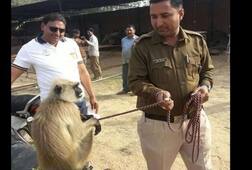 ਦਹੇਜ 'ਚ ਆਇਆ ਲੰਗੂਰ ਬਣਿਆ ਪ੍ਰਹੁਣੇ ਲਈ ਮੁਸੀਬਤ