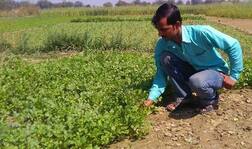 ਸਿਰਫ 2 ਘੰਟੇ ਦੀ ਮਿਹਨਤ ਨਾਲ 15 ਤੋਂ 20 ਹਜ਼ਾਰ ਕਮਾਉਂਦਾ ਕਿਸਾਨ