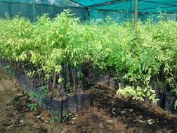 ਚੰਦਨ ਨਾਲ ਮਹਿਕੇਗਾ ਪੰਜਾਬ !