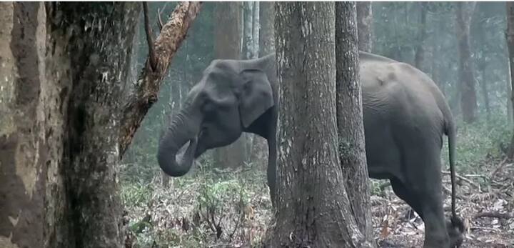 ਡਬਲਿਊ.ਸੀ.ਐਸ. ਦੇ ਵਿਗਿਆਨੀ ਤੇ ਜੀਵ ਵਿਗਿਆਨੀ ਡਾ. ਵਰੁਣ ਗੋਸਵਾਮੀ ਨੇ ਕਿਹਾ ਕਿ ਹੋ ਸਕਦਾ ਹੈ ਹਾਥੀ ਲੱਕੜ ਦੀ ਸੁਆਹ ਨੂੰ ਨਿਗਲਣ ਦੀ ਕੋਸ਼ਿਸ਼ ਕਰ ਰਿਹਾ ਸੀ। 