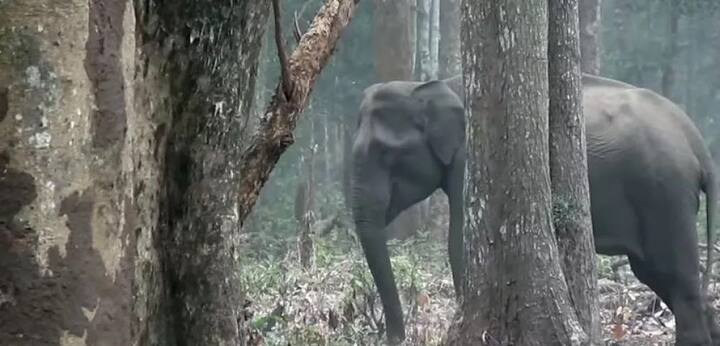 ਡਬਲਿਊ.ਸੀ.ਐਸ. ਇੱਕ ਯੋਜਨਾ ਹੈ ਜਿਸ ਵਿੱਚ ਭਾਰਤ ਦੇ ਲੋਕਾਂ ਦੀ ਕੁਦਰਤ ਪ੍ਰਤੀ ਆਪਣੇ ਵਿਗਿਆਨਕ ਰੱਖਿਆ ਦੀਆਂ ਕੋਸ਼ਿਸ਼ਾਂ ਰਾਹੀਂ ਹਾ ਪੱਖੀ ਸੋਚ ਨੂੰ ਹੁਲਾਰਾ ਤੇ ਪੋਸ਼ਣ ਦਿੱਤਾ ਜਾਂਦਾ ਹੈ। ਪੂਰੇ ਭਾਰਤ ਤੇ ਇਸ ਤੋਂ ਬਾਅਦ ਏਸ਼ੀਆਈ ਹਾਥੀਆਂ ਦੀ ਰੱਖਿਆ ਤੇ ਚੁਨੌਤੀਆਂ ਵਿੱਚ ਇਹ ਮਹੱਤਵਪੂਰਨ ਭੂਮਿਕਾ ਪ੍ਰਦਾਨ ਕਰ ਰਿਹਾ ਹੈ। 