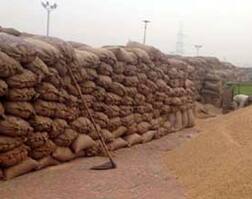 ਮੌਸਮ ਦੀ ਮਾਰ: ਖੇਤ ਤਾਂ ਖੇਤ, ਮੰਡੀਆਂ 'ਚ ਵੀ ਰੁਲੀ ਕਣਕ ਦੀ ਫਸਲ