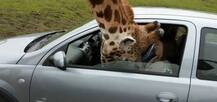 ਜਿਰਾਫ਼ ਨੂੰ ਲੱਗੀ ਭੁੱਖ ਤਾਂ ਕਾਰ ਦਾ ਸ਼ੀਸ਼ਾ ਤੋੜ ਖੋਹੀ ਰੋਟੀ, ਵੇਖੋ ਹੈਰਾਨ ਕਰਨ ਵਾਲੀਆਂ ਤਸਵੀਰਾਂ