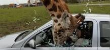 ਜਿਰਾਫ਼ ਨੂੰ ਲੱਗੀ ਭੁੱਖ ਤਾਂ ਕਾਰ ਦਾ ਸ਼ੀਸ਼ਾ ਤੋੜ ਖੋਹੀ ਰੋਟੀ, ਵੇਖੋ ਹੈਰਾਨ ਕਰਨ ਵਾਲੀਆਂ ਤਸਵੀਰਾਂ