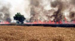 ਅੱਗ ਕਾਰਨ ਫ਼ਸਲ ਸੜਨ 'ਤੇ 'ਆਪ' ਨੇ ਸਰਕਾਰ ਤੋਂ ਮੰਗਿਆ ਕਿਸਾਨਾਂ ਦਾ 'ਹੱਕ'