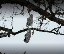 ਕਿਸੇ ਨੂੰ ਨਹੀਂ ਪਤਾ ਜੁੱਤੀਆਂ ਦੇ ਰੁੱਖ ਦਾ ਰਾਜ਼, ਜਾਣੋ ਪੂਰੀ ਕਹਾਣੀ !