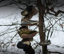 ਕਿਸੇ ਨੂੰ ਨਹੀਂ ਪਤਾ ਜੁੱਤੀਆਂ ਦੇ ਰੁੱਖ ਦਾ ਰਾਜ਼, ਜਾਣੋ ਪੂਰੀ ਕਹਾਣੀ !