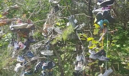 ਕਿਹਾ ਜਾਂਦਾ ਹੈ ਕਿ ਦੂਜੇ ਵਿਸ਼ਵ ਯੁੱਧ ਬਾਅਦ ਜਵਾਨਾਂ ਨੇ ਵੀ ਲੜਾਈ ਛੱਡ ਕੇ ਅੱਗੇ ਵਧਣ ਦੀ ਉਮੀਦ ਵਿੱਚ ਆਪਣੀਆਂ ਜੁੱਤੀਆਂ ਰੁੱਖਾਂ ’ਤੇ ਟੰਗ ਦਿੱਤੀਆਂ ਸਨ। ਇਹ ਸ਼ੂ ਟ੍ਰੀ ਹਵਾਈ, ਆਸਟਰੇਲੀਆ, ਜਰਮਨੀ, ਨੀਦਰਲੈਂਡ, ਸਾਊਥ ਅਫ਼ਰੀਕਾ ਤੇ ਯੂਕੇ ’ਚ ਆਸਾਨੀ ਨਾਲ ਵੇਖੇ ਜਾ ਸਕਦੇ ਹਨ।