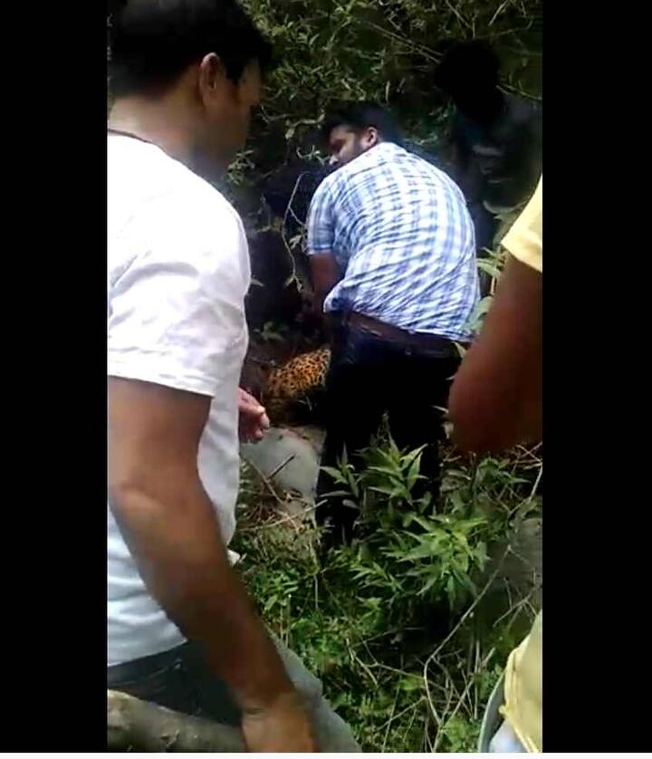 ਲੋਕਾਂ ਨੇ ਮੁਸ਼ਤੈਦੀ ਨਾਲ ਤੇਂਦੂਏ ਦੀ ਜਾਨ ਬਚਾ ਲਈ ਹੈ।
