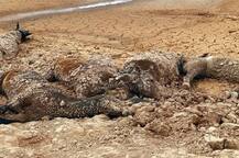 ਅਮਰੀਕਾ ’ਚ ਸੋਕੇ ਤੇ ਭੁੱਖਮਰੀ ਦਾ ਕਹਿਰ, 200 ਘੋੜਿਆਂ ਦੀ ਮੌਤ