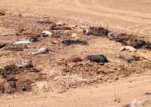 ਅਮਰੀਕਾ ’ਚ ਸੋਕੇ ਤੇ ਭੁੱਖਮਰੀ ਦਾ ਕਹਿਰ, 200 ਘੋੜਿਆਂ ਦੀ ਮੌਤ