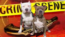 ਕੁੱਤੇ ਨੇ ਮਾਲਕ ਨੂੰ ਮਾਰੀ ਗੋਲ਼ੀ