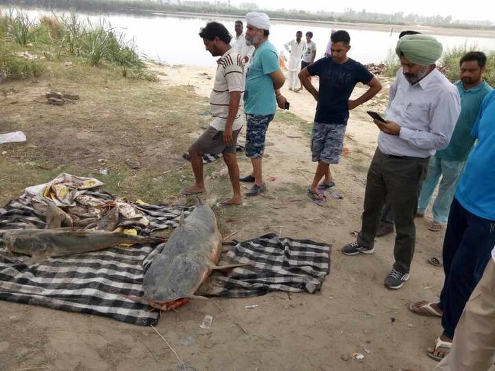 ਪ੍ਰਸ਼ਾਸਨ ਨੇ ਲੋਕਾਂ ਨੂੰ ਮੱਛੀਆਂ ਨਾ ਖਾਣ ਦੀ ਹਦਾਇਤ ਦਿੱਤੀ ਹੈ।