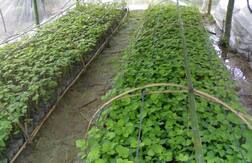 ਸਿਰਫ 15 ਹਜ਼ਾਰ ਖਰਚ ਕੇ ਕਿਸਾਨ ਕਮਾਉਂਦਾ ਤਿੰਨ ਲੱਖ ਤੋਂ ਵੱਧ