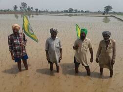 ਅਗੇਤਾ ਝੋਨਾ ਲਾਉਣ ਵਾਲਿਆਂ ਦੀ ਸਰਕਾਰੀ ਸਬਸਿਡੀ ਬੰਦ !